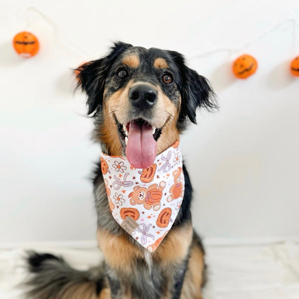 pumpkin bears 🎃