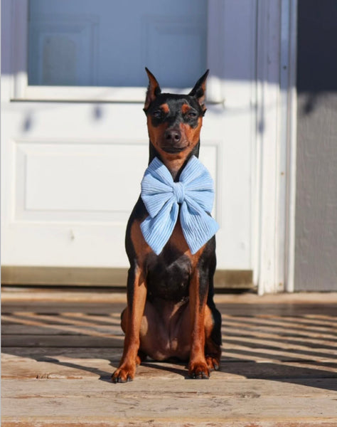 velvet blue bow 🎀