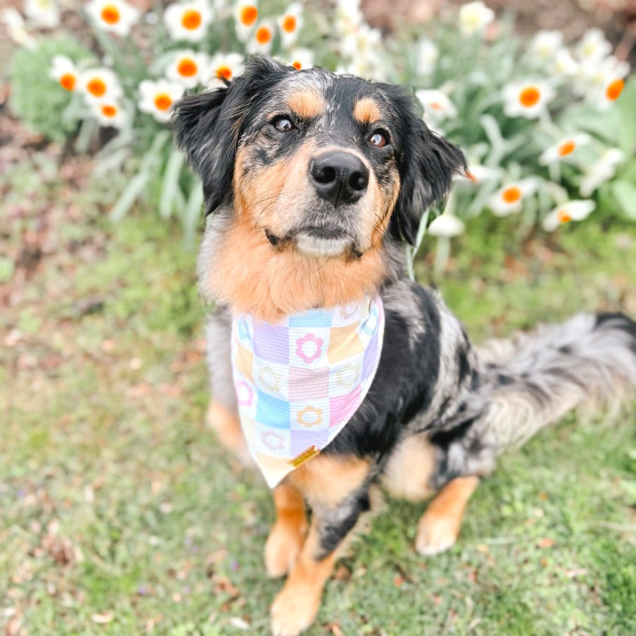 pastel checkers 🌼