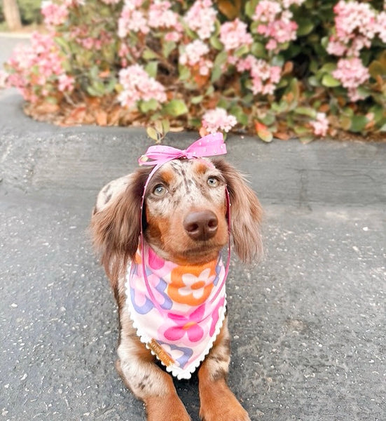 flower power 🌈