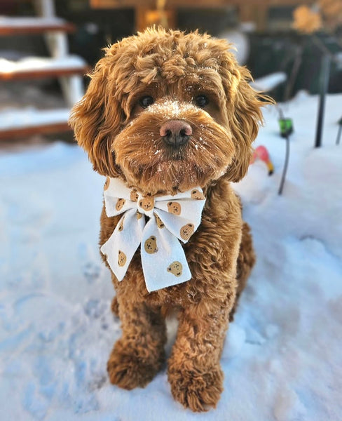 bear bow 🧸
